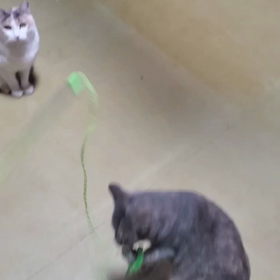 激レア画像の画像