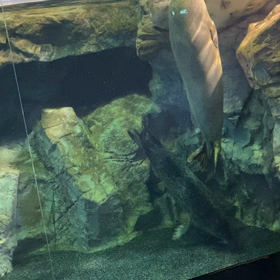 アザラシ動画〜海響館〜の画像