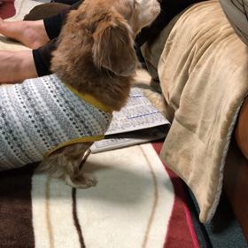 わんわんの画像