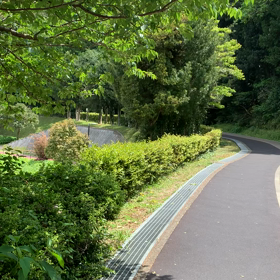 ハルゼミが鳴き出したの画像