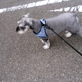 お散歩お散歩の画像