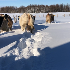 ザクザクの画像