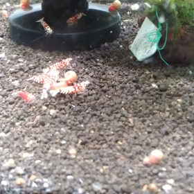 鑑賞してます。の画像