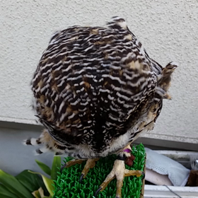 フクロウ強風動画の画像