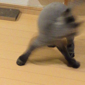 シッポを追いかけるの画像