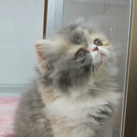 ネコって可愛い❤️の画像