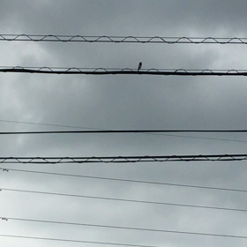 この鳥ナ〜二？の画像