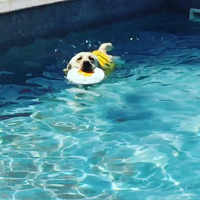 Swimming is great‼︎の画像