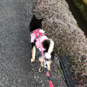 ショコラ、順調ですの画像