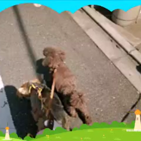 またまた三兄弟！の画像