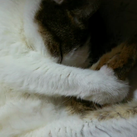 動画に初挑戦の画像