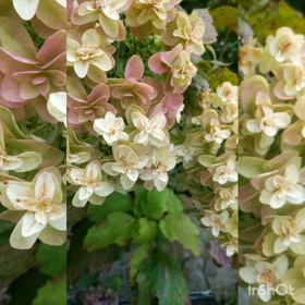 乙女座の新月✨の画像