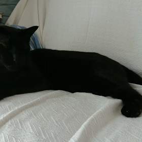 少しかまってもらおうと思ったら。の画像