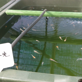 餌くれアピールの画像