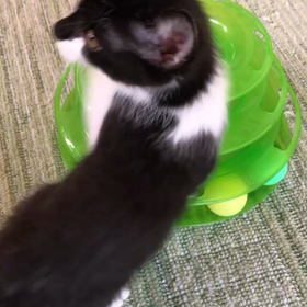 新しいオモチャに大興奮！の画像