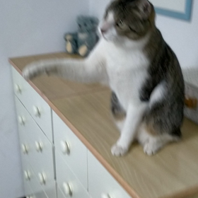 お互いが気になる猫。の画像