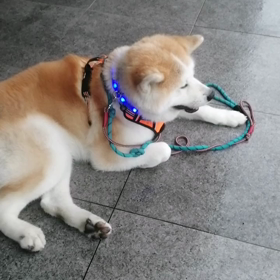 今朝もゴロ寝を楽しんで散歩。脚側歩行もきっちり、可愛い顔して見つめながら度々の休憩要求。飼いの画像