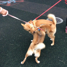 いつもの遊びの画像