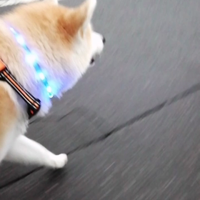 カッパ無しで雨にふられちゃいました。弱雨なれど未来丸びしょびしょ特に足首あたりが特に。...の画像