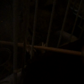 割り箸ガシガシの画像