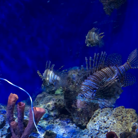 シンガポール３日めの画像