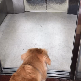 今日のレオ    9/23    エレベーターの画像