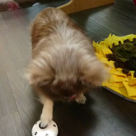 お家でチンの画像