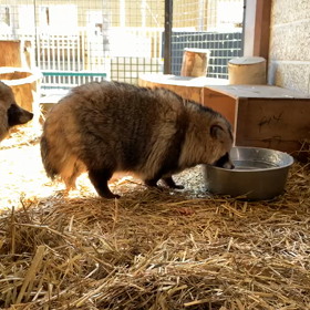 エゾタヌキ飼育日誌（R1.7.22）の画像