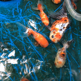 横アズマの画像