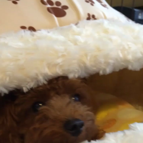 書き納めの画像