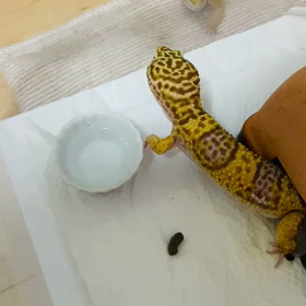 オス同士なのに‼︎ モカとリュカの画像