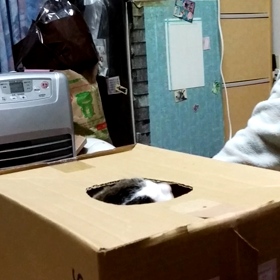 段ボール猫②の画像