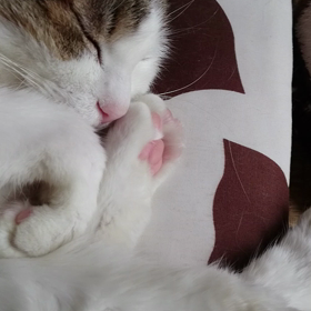 ぷにぷに体感の画像