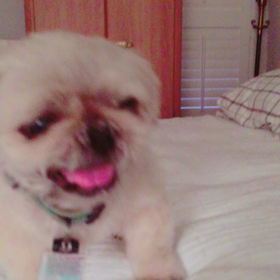 ペパーの変な咳に大心配！！！の画像