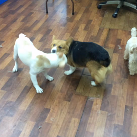 リリーちゃん&こたろう君  お遊びの画像