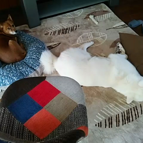 お昼寝 その②の画像