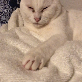 眠いのに気を遣ってくれる猫の画像