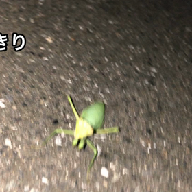 蟷螂の画像