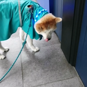 わぁー❗連続☔雨、カッパ乾かないまま。そんなの関係無い❗未来丸は匂いかぎに夢中♥️❤️の画像