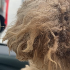 サリーと救急車の画像