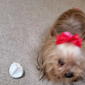 ライちゃ～ん！の画像