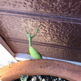 ど根性カマキリの画像