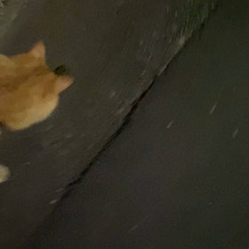 オンプ...捕獲する...の画像