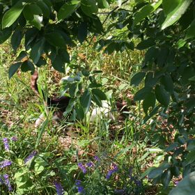 明日(正確には今日)は雨の画像