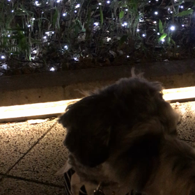 ピーピー言うのは不安？の画像