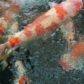 早よ治ってくれってことで出撃の画像