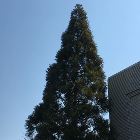 うぐいすの画像