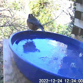 すぎぴたんの事件簿シーズン3　117話 （メリーゴーランドとヤマガラ）の画像