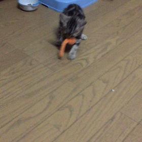 マイケルの画像