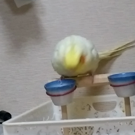 オカメインコかわいい！！というだけの動画ｗの画像